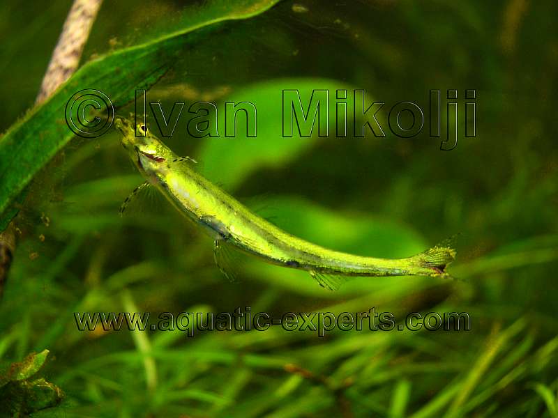 Ammocryptocharax elegans 6